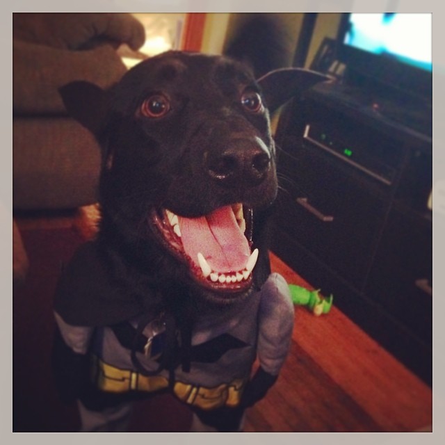 Ace, the family German shepherd